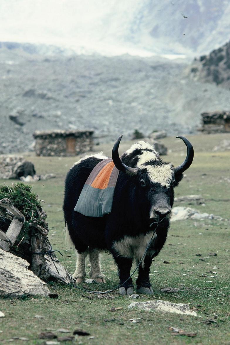 Yak often used for carrying in Hunza